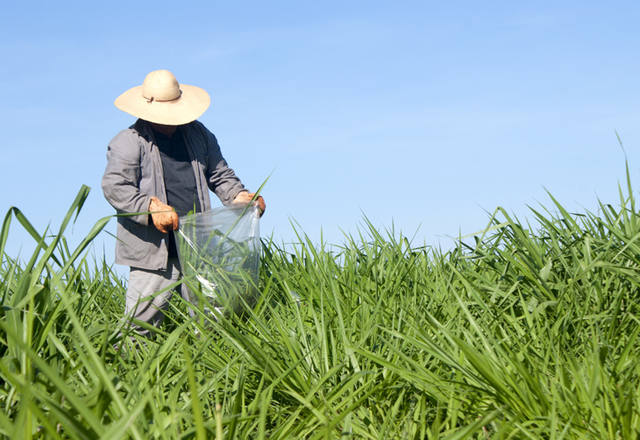 Agricultura familiar crescerá nos próximos 10 anos