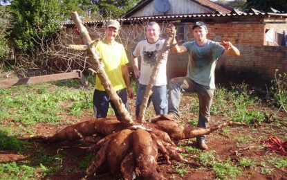 Produtor colhe mandioca de 230 quilos