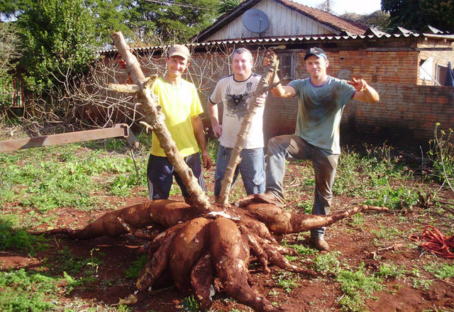 Produtor colhe mandioca de 230 quilos