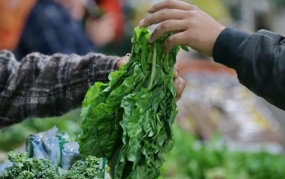 Produzidos sem agrotóxicos, alimentos orgânicos buscam mais espaço na mesa do consumidor