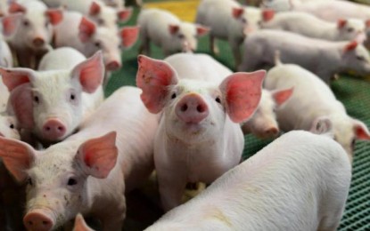 41º Dia Estadual do Porco reúne produtores de todo o Estado em Palmitinho