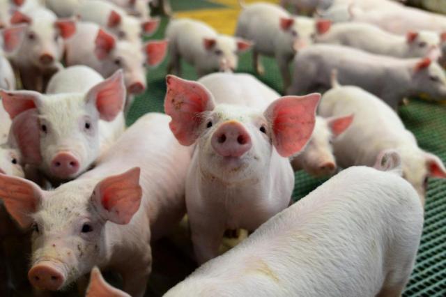41º Dia Estadual do Porco reúne produtores de todo o Estado em Palmitinho
