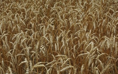 Área plantada de trigo no Estado do RS chega a 15%