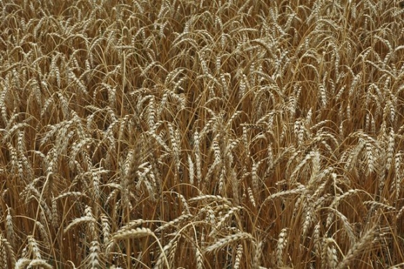 Trigo gaúcho se recupera dos problemas enfrentados no plantio
