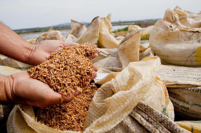 Potencial de consumo e facilidade no controle de pragas estimula cultivo de arroz orgânico no RS