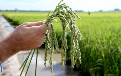 Cientistas argentinos desenvolvem arroz tolerante à seca