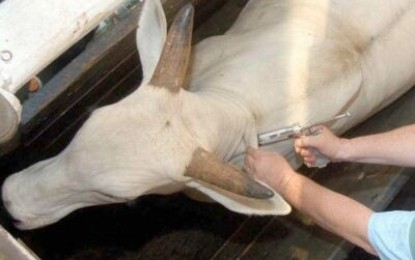 Agricultor aplica produto errado e mata 12 bovinos em Três de Maio