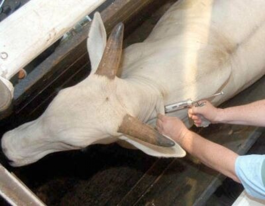 Agricultor aplica produto errado e mata 12 bovinos em Três de Maio