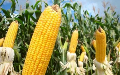 Agroconsult eleva estimativa de 2ª safra de milho do Brasil a 52,9 milhões de toneladas