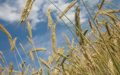 Clima favorece e plantio de trigo avança no RS