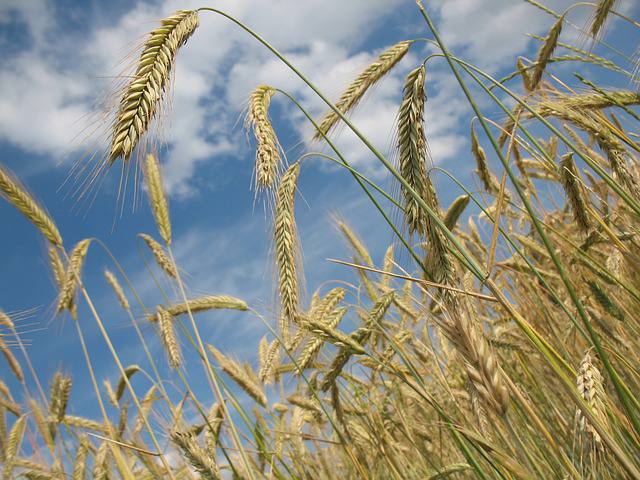 Clima favorece e plantio de trigo avança no RS