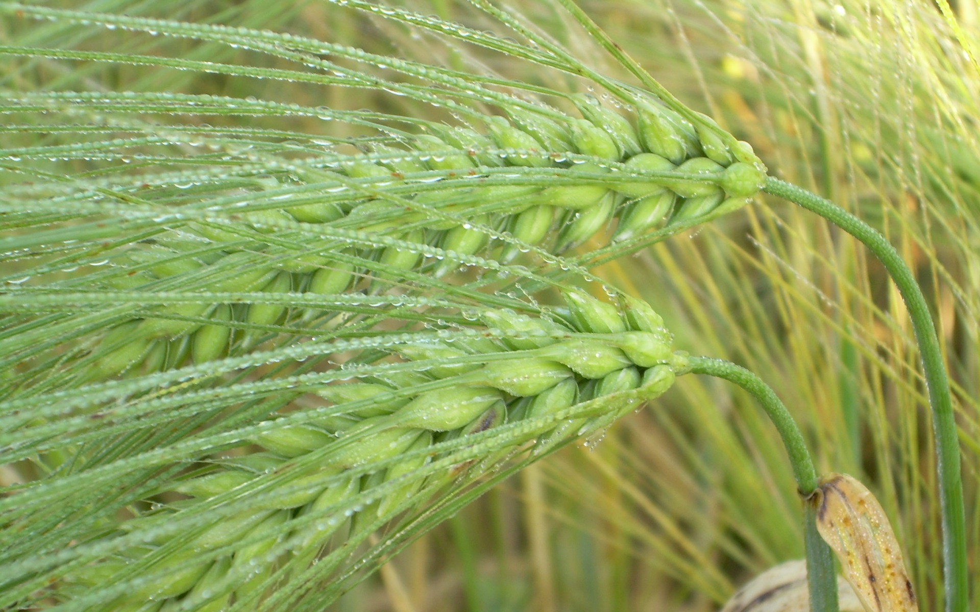 Safra de trigo começa com percalços no Rio Grande do Sul