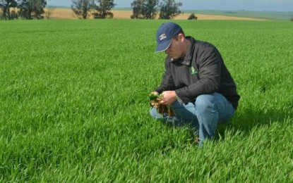 Desanimados, produtores reduzem a área de trigo e investem em outras opções