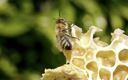 Brasil sobe no ranking e é o 8º maior exportador de mel