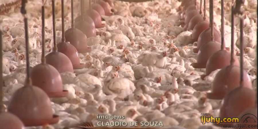 Exportação brasileira de frangos bate recorde em junho