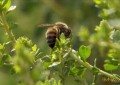 Pesquisa identifica abelha e planta nativas que produzem mel branco
