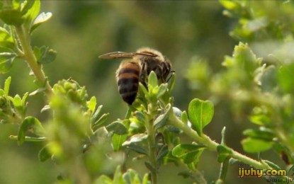 Pesquisa identifica abelha e planta nativas que produzem mel branco