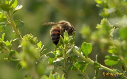 Agricultores investem em planta nativa com propriedades terapêuticas