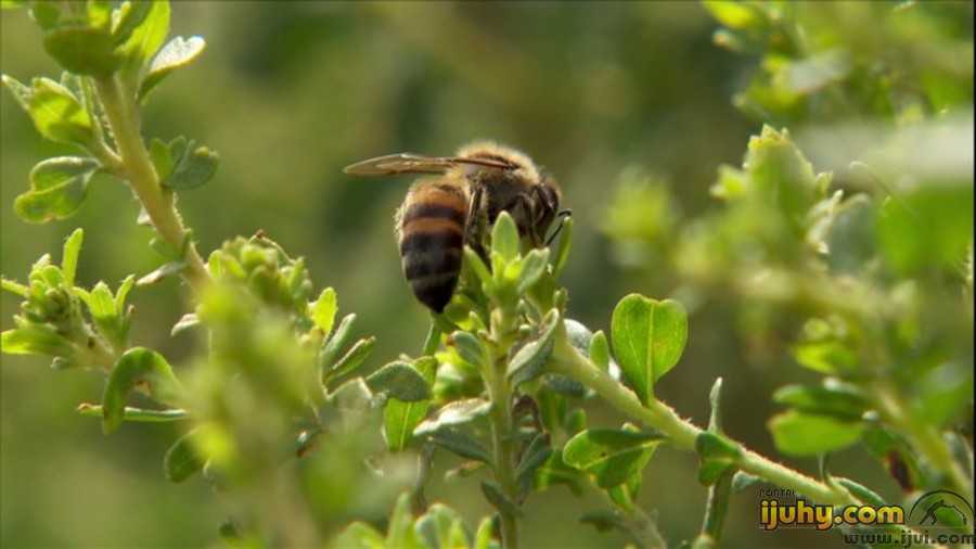 Pesquisa identifica abelha e planta nativas que produzem mel branco