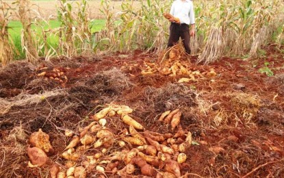 Porto-Mauense colheu 148kg de batata-doce somente num pé