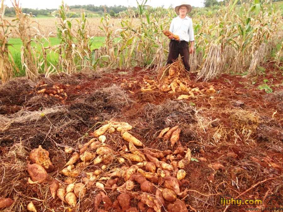 Porto-Mauense colheu 148kg de batata-doce somente num pé
