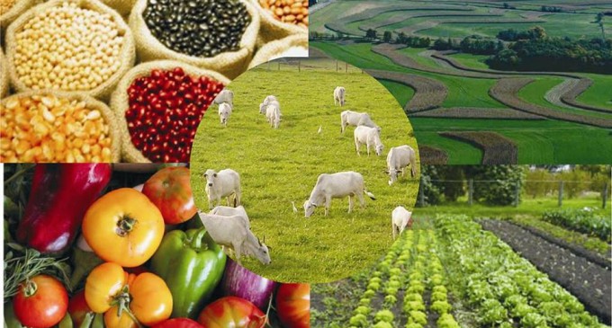 Agricultores familiares já podem acessar bônus de julho, referente a garanta de preço minimo.