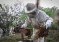 GT estudará estratégias para promover consumo do mel no RS