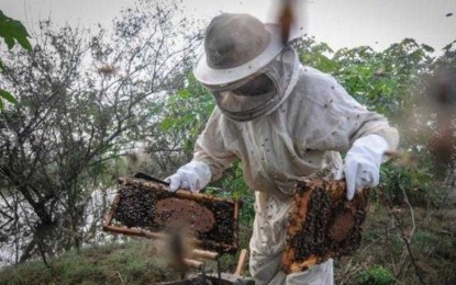 GT estudará estratégias para promover consumo do mel no RS