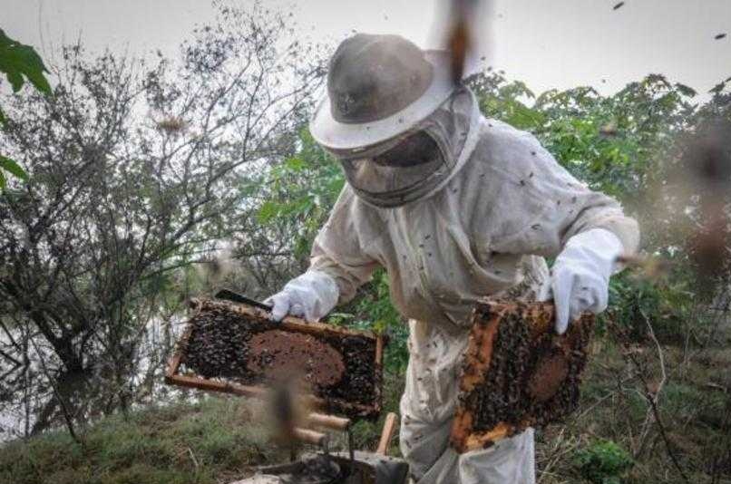 GT estudará estratégias para promover consumo do mel no RS