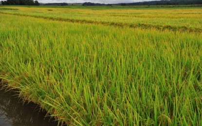 Preço do arroz está praticamente estável no Rio Grande do Sul, diz Cepea