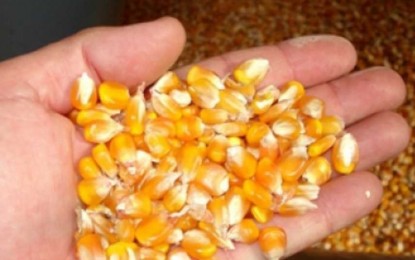 Produtores gaúchos iniciam compra de sementes de milho