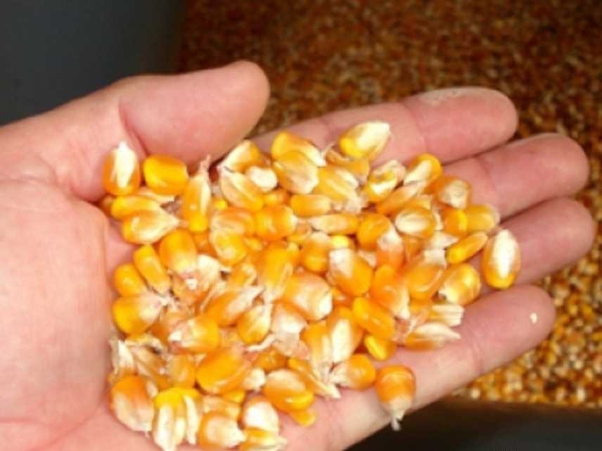 Produtores gaúchos iniciam compra de sementes de milho