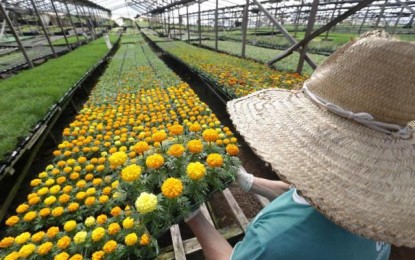 Produção de flores no Rio Grande do Sul aposta em tecnologia para driblar o frio e cultivar o ano todo