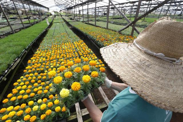 Produção de flores no Rio Grande do Sul aposta em tecnologia para driblar o frio e cultivar o ano todo