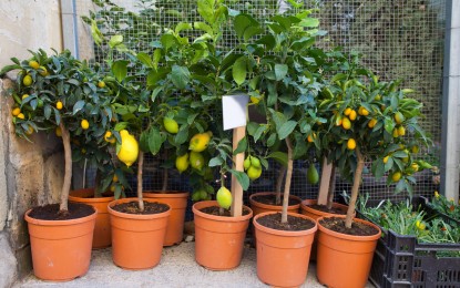 Aprenda a cultivar árvores frutíferas em vasos
