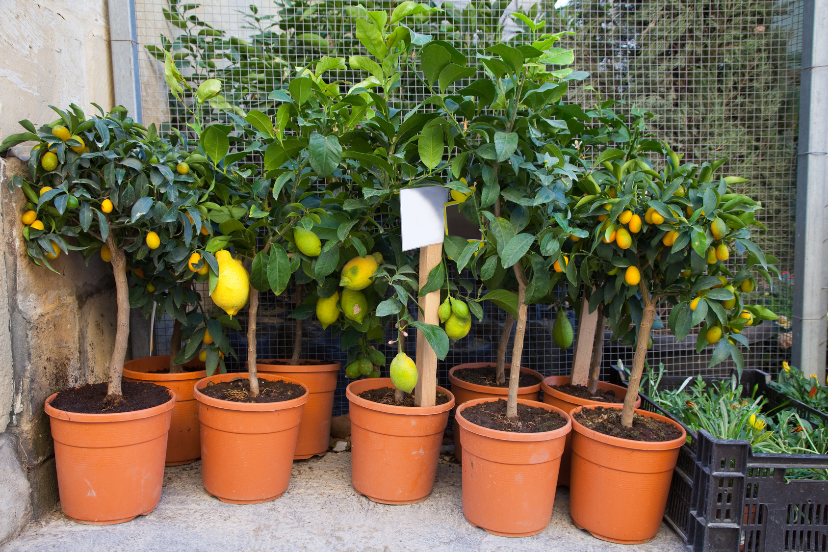 Aprenda a cultivar árvores frutíferas em vasos