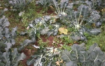 Emater/RS-Ascar contabiliza perdas provocadas pelas chuvas no RS