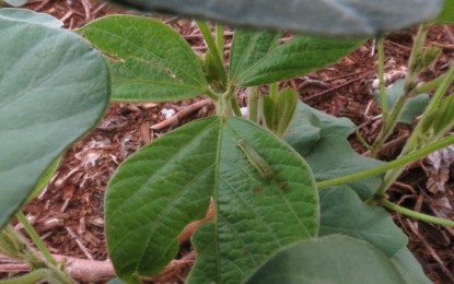 Veja as 8 pragas mais ameaçadoras do momento