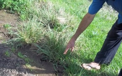 Onça é vista por agricultor no interior de Miraguaí