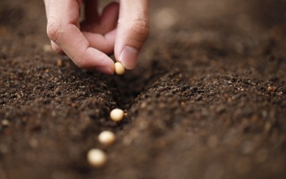 Agricultura fará audiência pública para discutir pirataria da soja