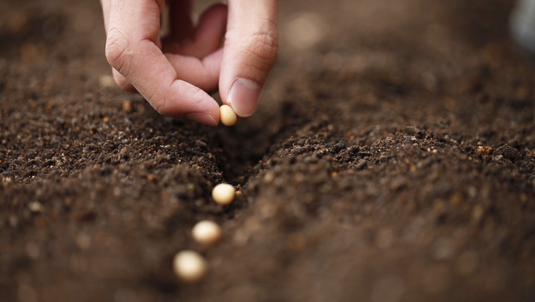 Agricultura fará audiência pública para discutir pirataria da soja