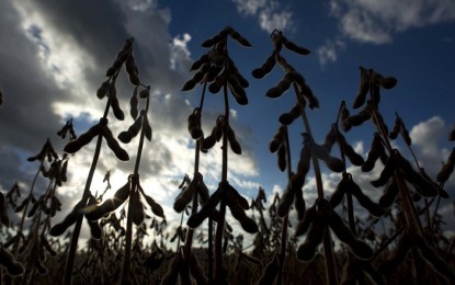 Primeira soja geneticamente modificada 100% brasileira chega ao mercado
