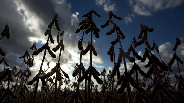 Primeira soja geneticamente modificada 100% brasileira chega ao mercado