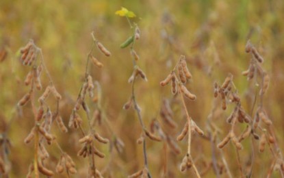 IBGE prevê maior safra da história em 2015 no país