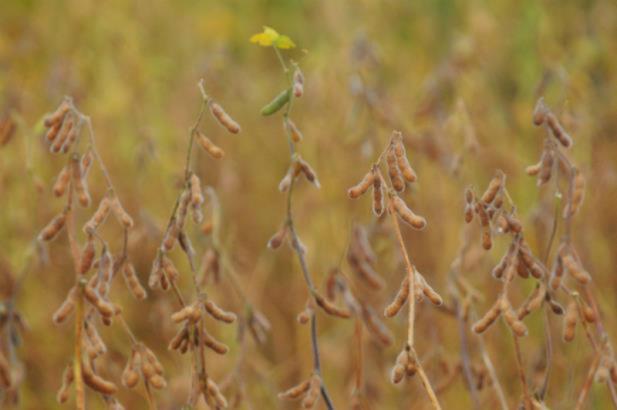IBGE prevê maior safra da história em 2015 no país