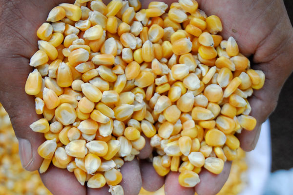 MDA começa distribuição de sementes no Rio Grande do Sul