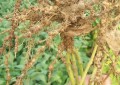 Nematoides,  inimigos ocultos dos agricultores brasileiros