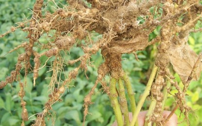Nematoides,  inimigos ocultos dos agricultores brasileiros