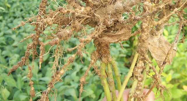 Nematoides,  inimigos ocultos dos agricultores brasileiros