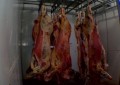 Mais de 5 mil bovinos deixam de ser abatidos por dia devido à greve no RS